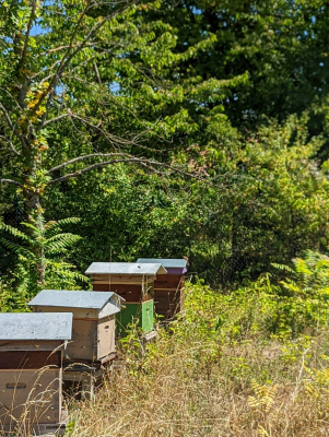 Image rucher Ocelles